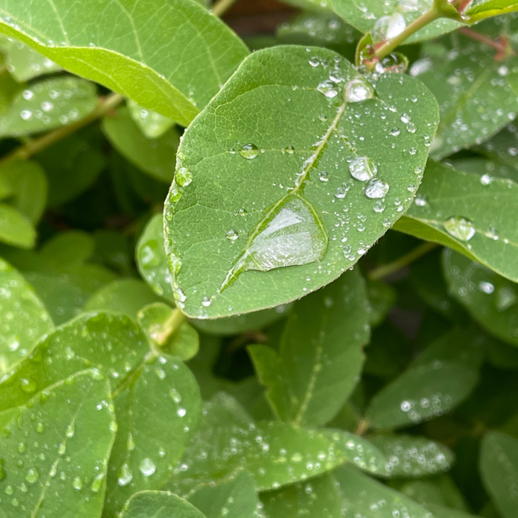 Haskaps are hydrophobic and this may aid you to identify the plants when they do not bear berries.