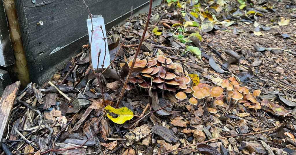 Can Fly Honeysuckle (Haskap) Thrive in a Wet, USDA Zone 7 Climate