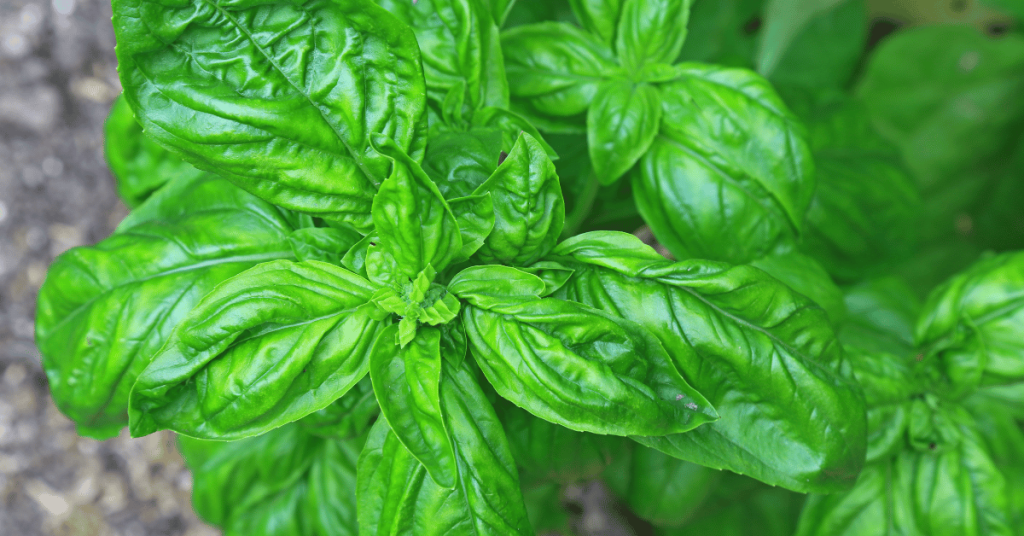 Basil (Ocimum basilicum)