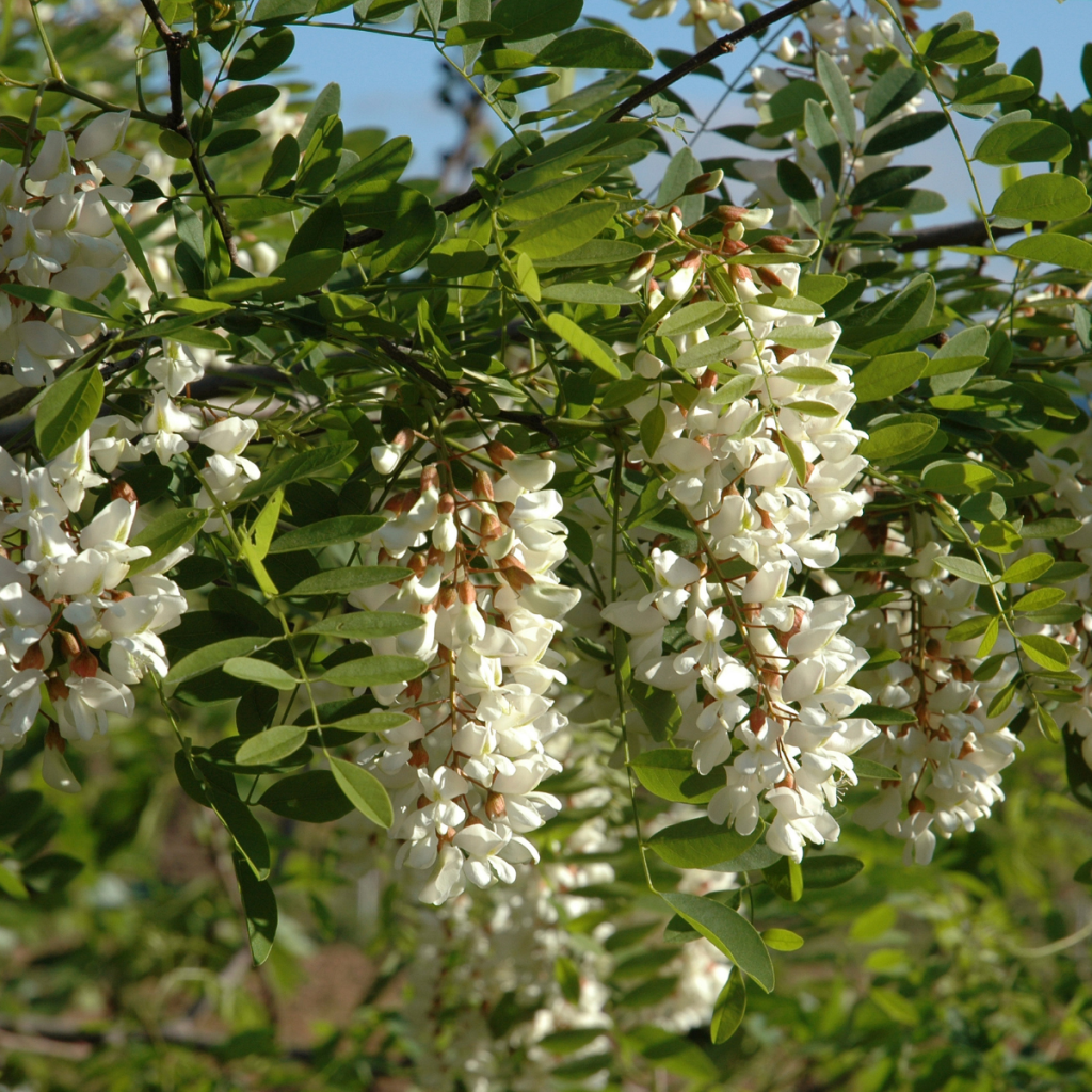 Bienenweide Mango