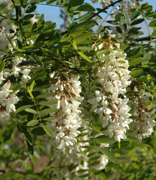 Black locust (Robinia pseudoacacia) are not considered invasive in my country (Norway)