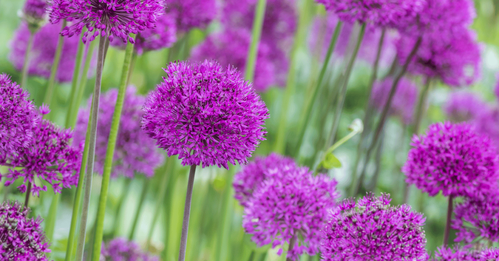 Chives (Allium schoenoprasumare) 