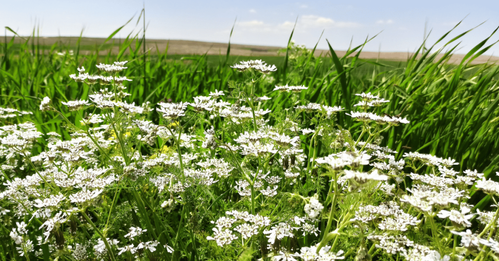 Coriander (Coriandrum sativum)