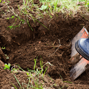 Dig a hole that is wide enough to accommodate the cherry tree's root ball, but not too deep.