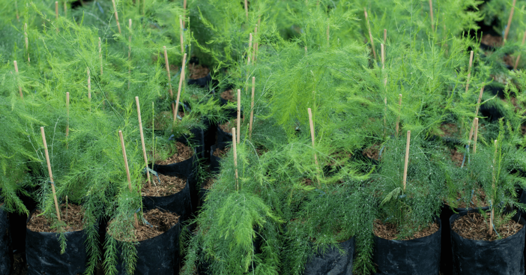 Dill (Anethum graveolens)