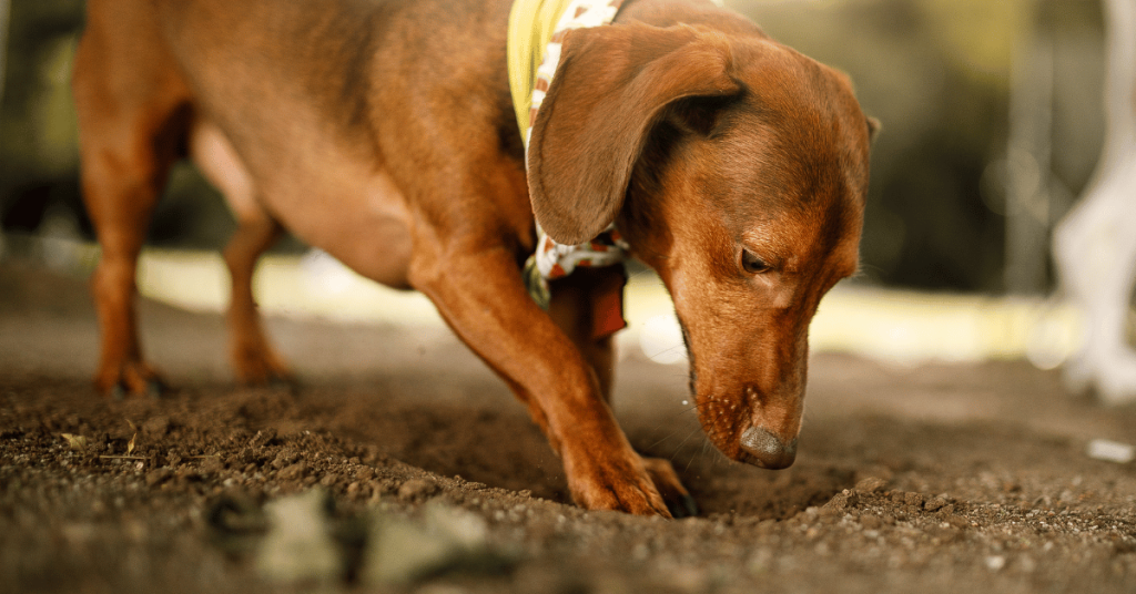 Dig a hole that is twice the width of the root ball and just as deep.
Get expert help to dig if needed :-)