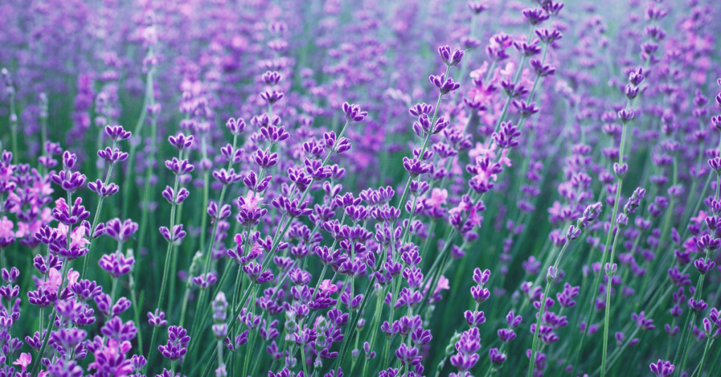 Lavender (Lavandula spica)