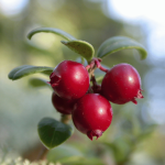 From Scandinavia to Your Garden: How to Grow Lingonberries