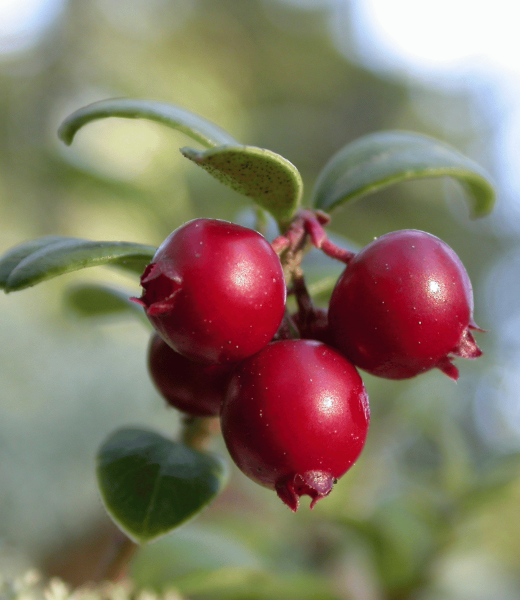 From Scandinavia to Your Garden: How to Grow Lingonberries