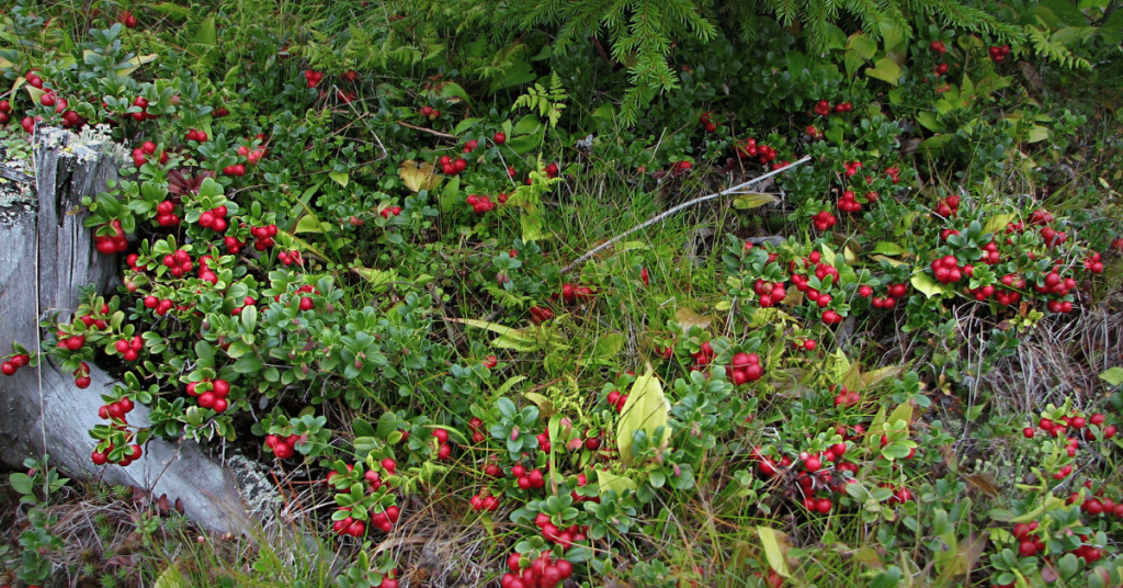 Lingonberry in the Wild