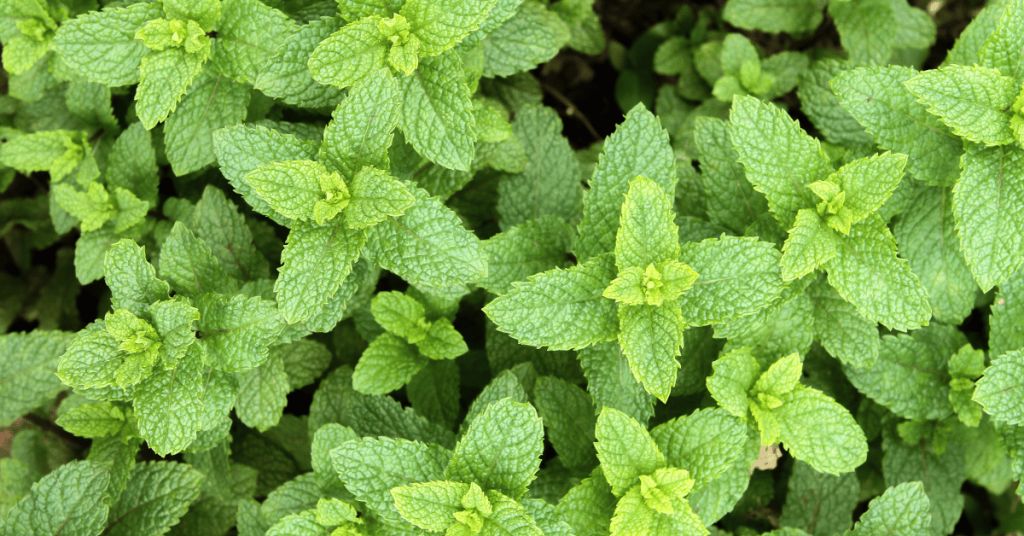 Mint for Hugelkultur beds