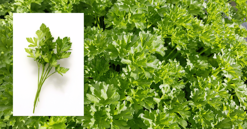 Parsley (Petroselinum crispum)