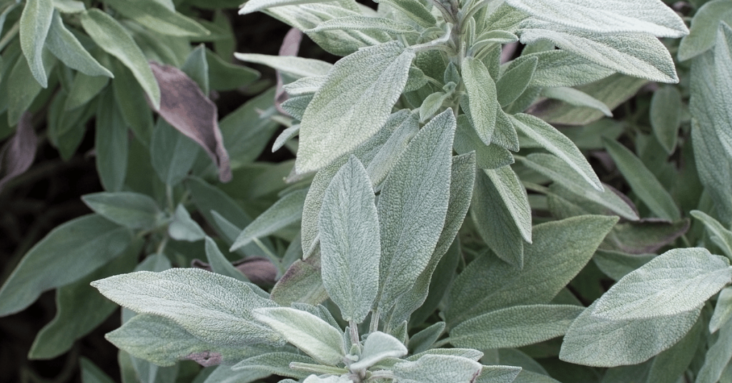 Sage (Salvia officinalis)