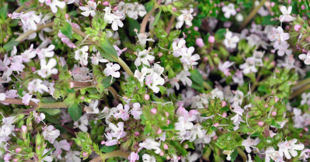 Thyme (Thymus vulgaris)