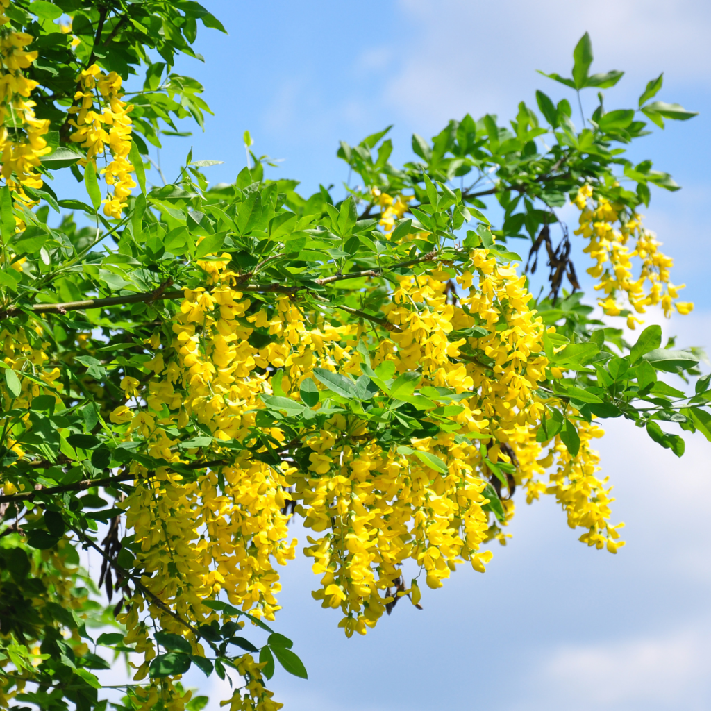 Common laburnum and Alpine laburnum are 2 of the very few non-native trees that are not allowed to import and plant in Norway