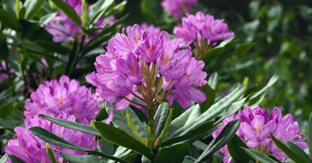 If you have Rhododendrons thriving in your garden, you should have a good chance to get Lingonberries to thrive as they require the same soil.