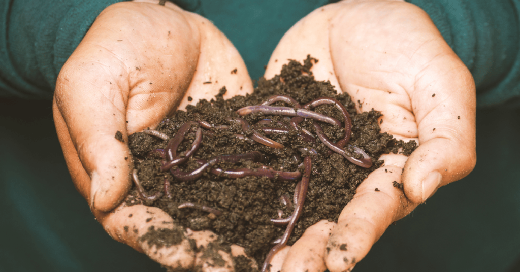 Worms love hugelkultur beds, just give it a try!