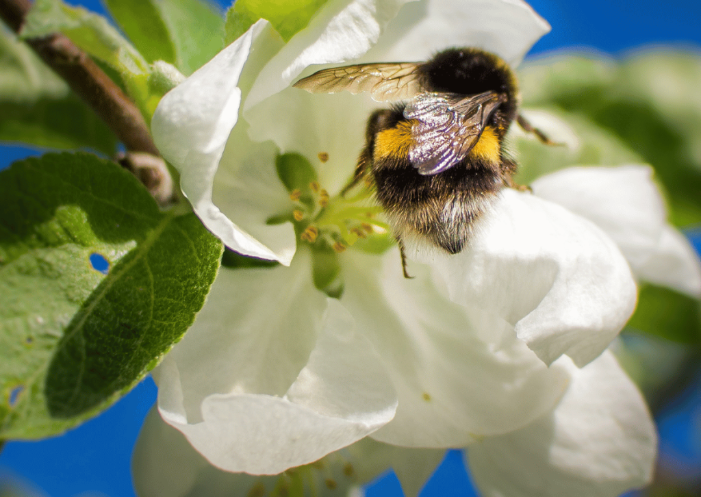 Bumblebee pollinating apple tree, Best Trees for Supporting Native Pollinators in Temperate Climates