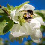 Bumblebee pollinating apple tree, Best Trees for Supporting Native Pollinators in Temperate Climates