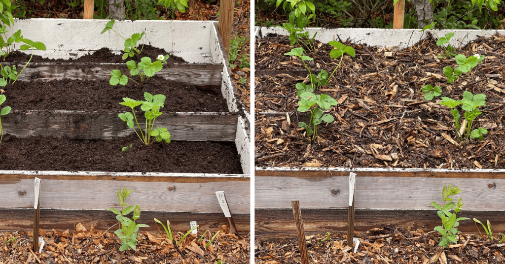 I made sure plants were covered with soil before I added a good layer of woodchips around them. During the summer I filled up with more woodchips as it became more compact over time