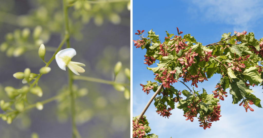 Japanese pagoda tree (Styphnolobium japonicum) and Amur maple (Acer ginnala)