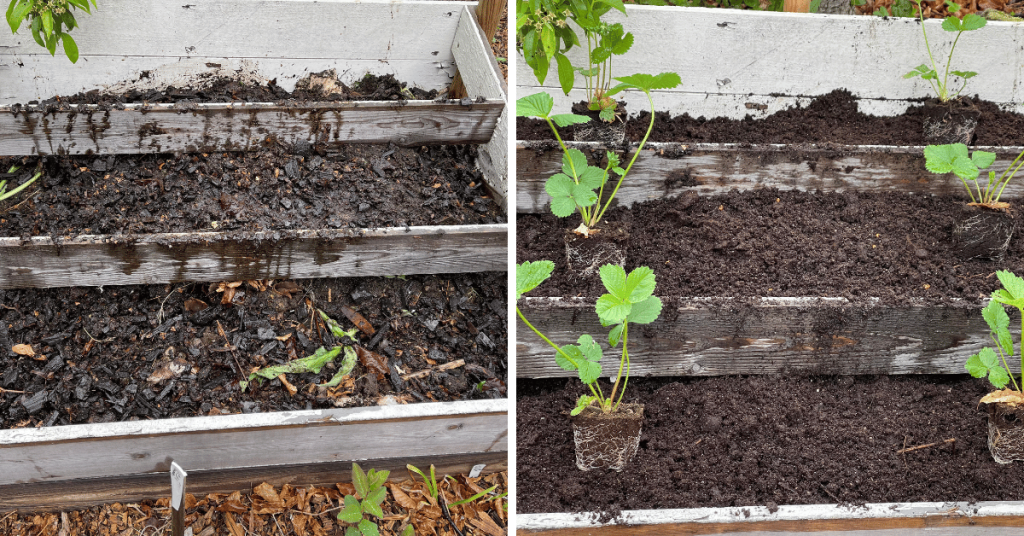 In late spring 2022 I added some biochar before I added some growing soil and planted my Corona Strawberries