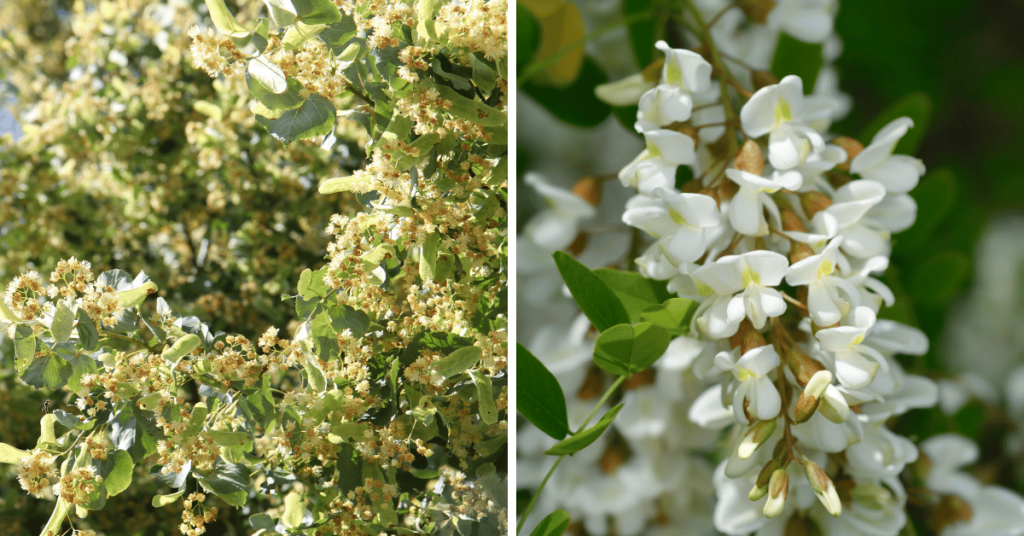 Lots of flowers on the American basswood (Tilia americana) and Black locust (Robinia pseudoacacia)