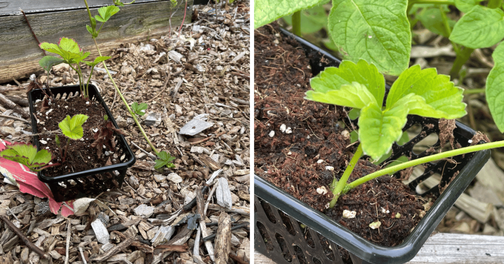 Never buy as many strawberries as you think you'll want… They are almost too easy to propagate