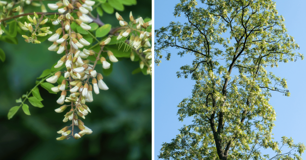 Nitrogen-fixing trees grows quick and sequester carbon fast and since they don't rot easily when used as lumber they store the carbon for a very long time.