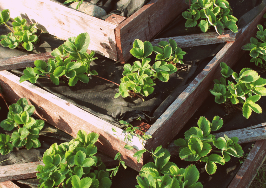 Raised Bed Gardening: The Perfect Solution for Growing Strawberries