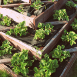 Raised Bed Gardening: The Perfect Solution for Growing Strawberries