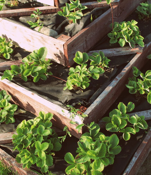 Raised Bed Gardening: The Perfect Solution for Growing Strawberries