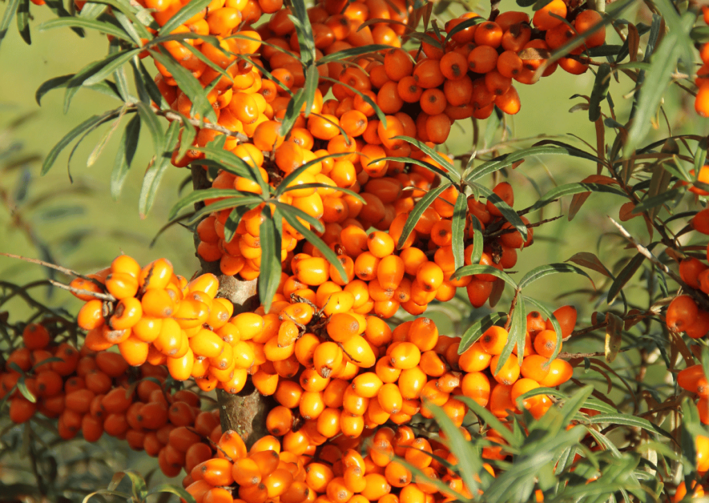 Sea Buckthorn (Hippophae rhamnoides) Nitrogen-Fixing Perennials for Zone 7: Sustainable Gardening in Norway