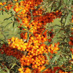 Sea Buckthorn (Hippophae rhamnoides) Nitrogen-Fixing Perennials for Zone 7: Sustainable Gardening in Norway