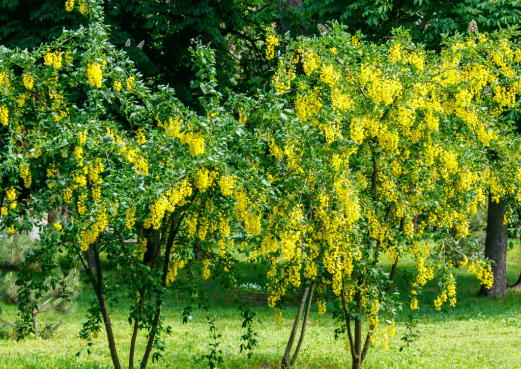 (Caragana arborescens)