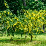 (Caragana arborescens)