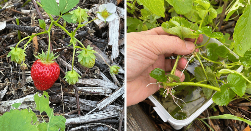 The variant I planted (Corona) is a June-bearing strawberry, so after the season was done I took a few runners and propagated a few more plants. From the 6 original plants I bought, I ended up with 20 in the first season