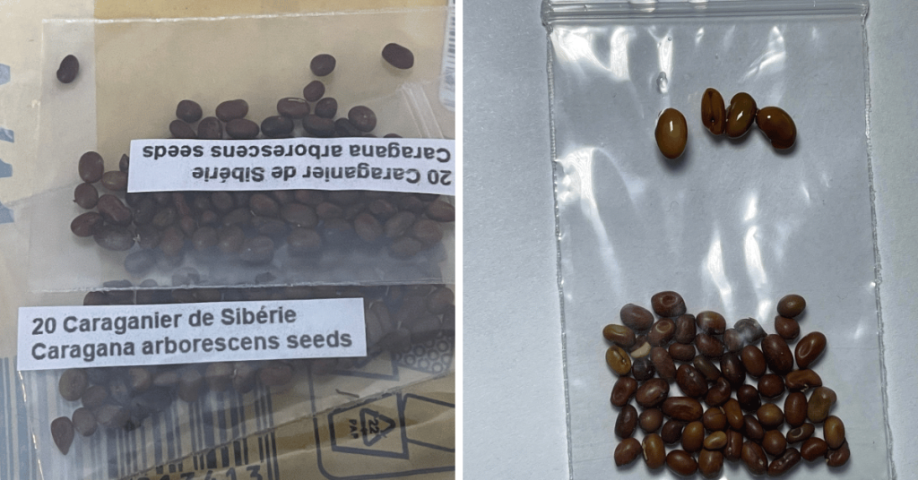 The image captures a side-by-side comparison of Siberian Peashrub (Caragana arborescens) seeds. On the left, the seeds are shown as they arrived, with a dry and natural appearance. On the right, the seeds have been soaked in hot water overnight, visibly plumper and with softened seed coats, ready for the germination process.