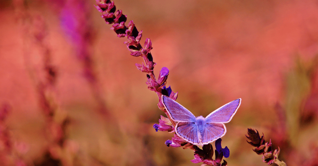A graceful butterfly finds solace in the fragrant embrace of lavender.