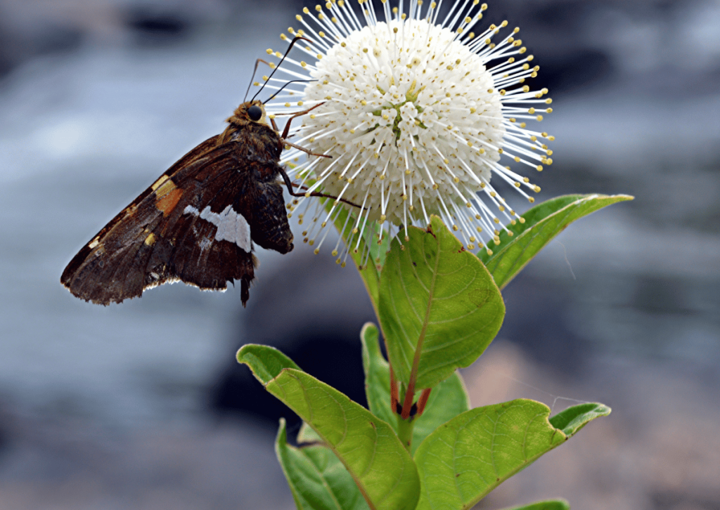 Beneficial Shrubs for Pollinators: Choosing the Right Species for Your Eco-Friendly Garden (Cottonbush)