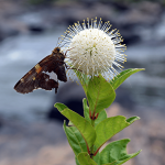 Beneficial Shrubs for Pollinators: Choosing the Right Species for Your Eco-Friendly Garden (Cottonbush)