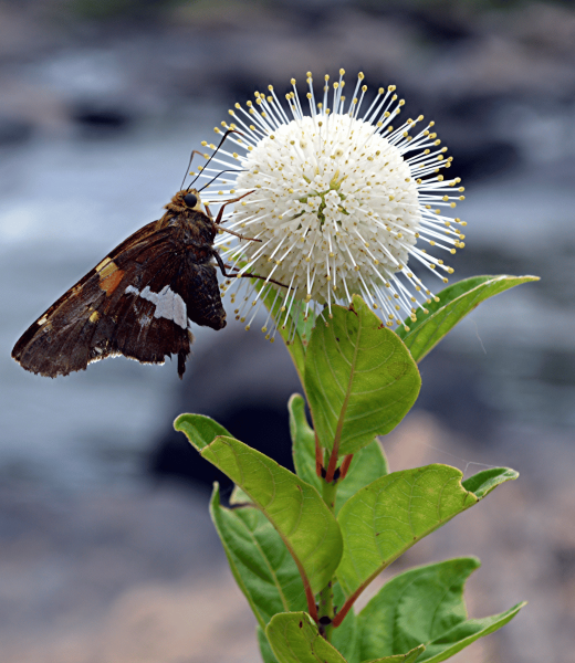 Beneficial Shrubs for Pollinators: Choosing the Right Species for Your Eco-Friendly Garden (Cottonbush)