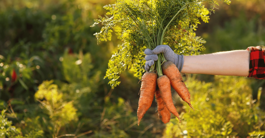 Carrots can help break up compacted soil