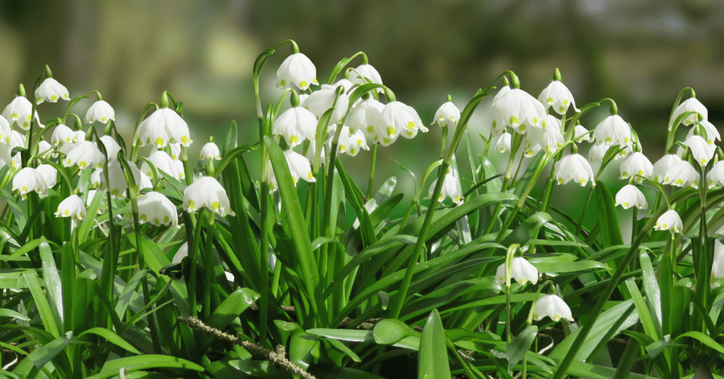 Early bloomer: Snowdrops