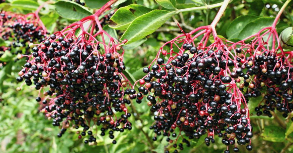 Elderberries: nature's gift to both pollinators and our taste buds.