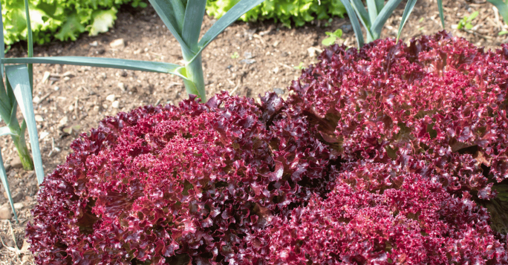 Lettuce and Garlic as Companion Plants