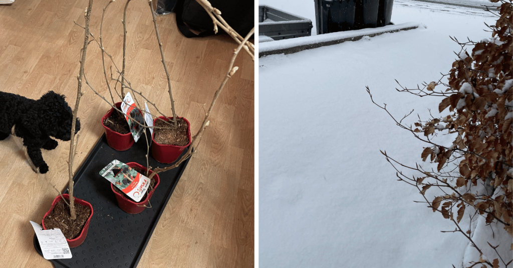 Meet Pandora, our poodle inspector-in-chief, giving her paw of approval to our newly arrived Red Mulberry saplings! - Right photo: Why Pandora and I can't plant our new Red Mulberries