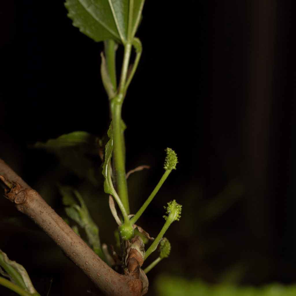 Oh no! Flowers forming on the Red Mulberries already!