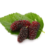 Red Mulberry trees (Morus rubra)