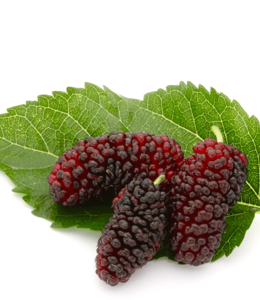 Red Mulberry trees (Morus rubra)